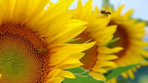 Bees on Sunflower Stock Footage 93488397