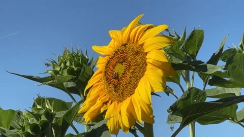 Bees on Sunflower Stock Footage 201436272