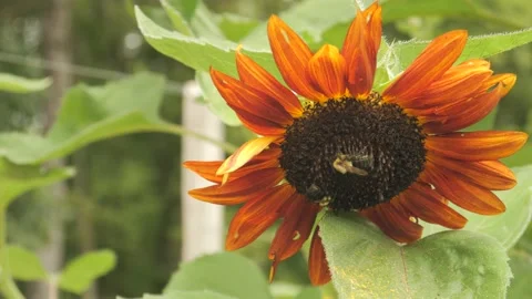 Bees on sunflower Stock Footage 232161296