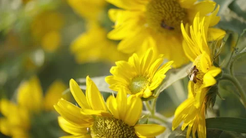 Bees On Sunflower Stock Footage 253910870