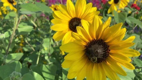 Bees on sunflower Stock Footage 297803288