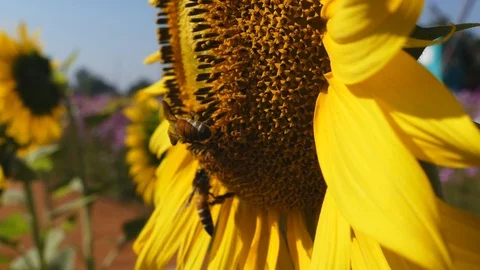 Bees in the sunflower on the garden background, 動画素材 91174247