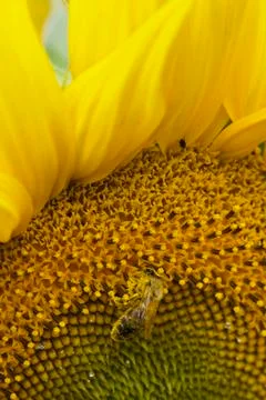 Bees in Sunflower Stock Photos