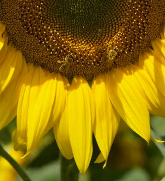 Bees in Sunflower Stock Photos