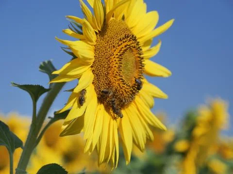 Bees on the sunflower Stock Photos