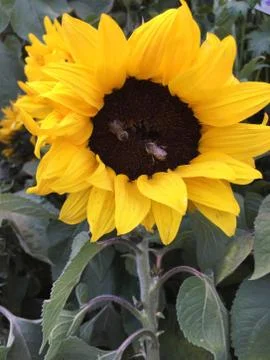 Bee's on Sunflower 写真素材