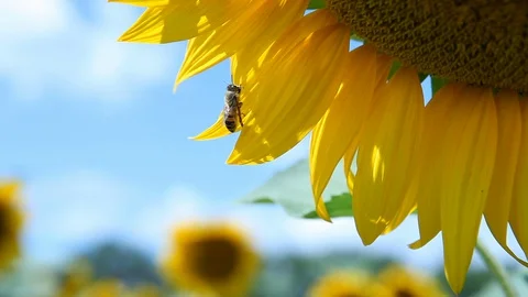 Bees on a Sunflower pollination process close-up. H Stock-Footage 127969411