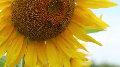 Bees on the sunflowers close up 動画素材 158506281