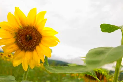 Bees on the sunflowers Stock Photos