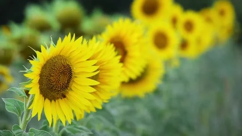Bees on sunflowers in the wind Stock Footage 136663064