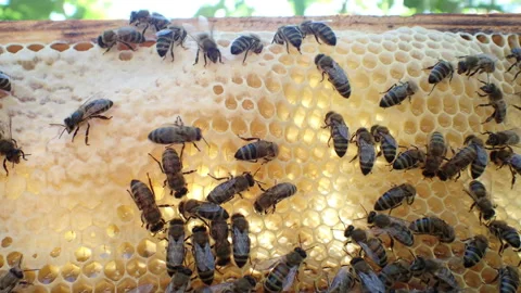 Bees in sunshining on the honeycomb Stock Footage 155622659
