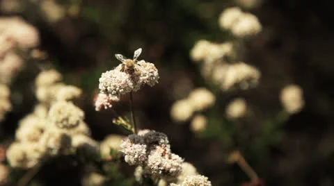 Bees in super slow motion 480fps Stock Footage 24254615