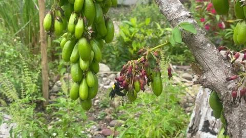 The bees that surround the star fruit Stock Footage 205540701