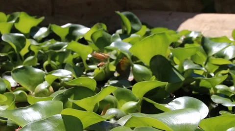 Bees in swamp Vídeos de archivo 38649681