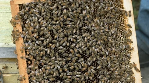 Bees swarm and crawl over the honeycomb on the frame. Stock Footage 158679783