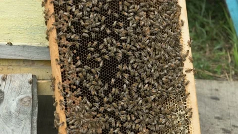 Bees swarm and crawl over the honeycomb on the frame. Stock Footage 159052128