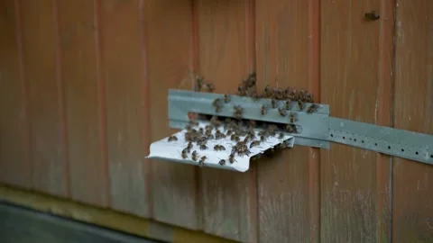 Bees swarm around the hive close up. Beekeeping Stock Footage 244473411