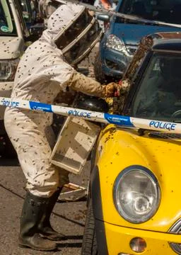 Bees swarm onto a car Stock Photos