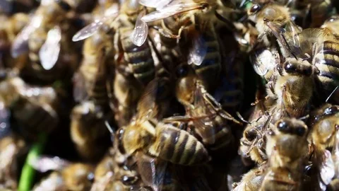 Bees swarm Stock Footage 82952197