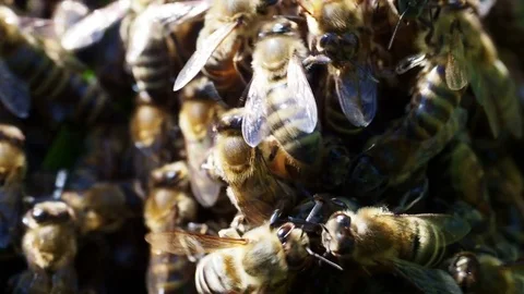 Bees swarm Stock Footage 82952739