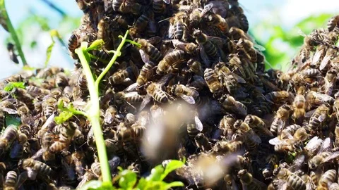 Bees swarm Stock Footage 82953598