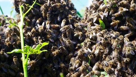 Bees swarm Stock Footage 82954143