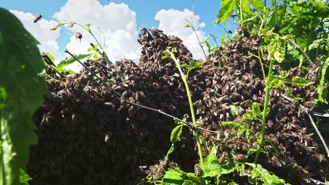 Bees swarm Stock Footage 82954891
