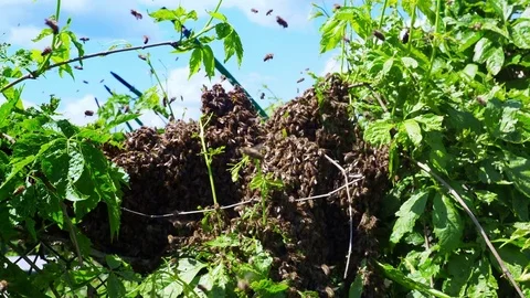 Bees swarm Stock Footage 83050855