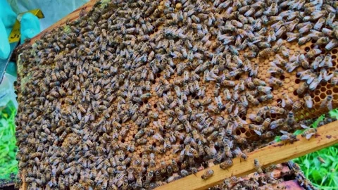Bees Swarm Honeycomb Frame Held by Beekeeper Video stock 336219981