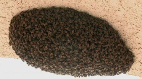 Bees - Swarm Series One - 2 of 3 Vidéo 577445
