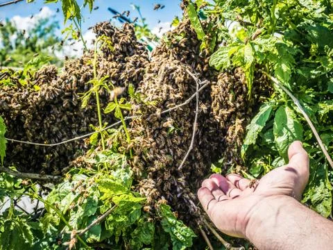 Bees swarm at summer Stock Photos