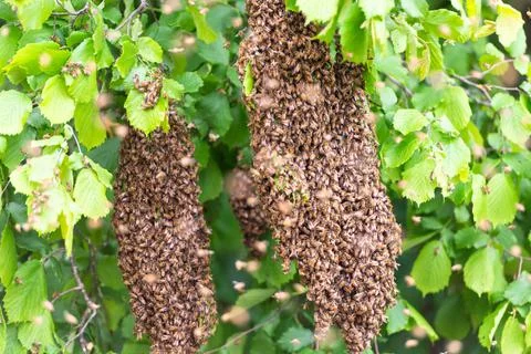 Bees swarm the trees Stock Photos