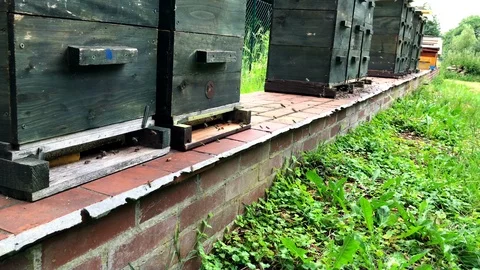 Bees swarming around their apiculture hives Stock Footage 97446703