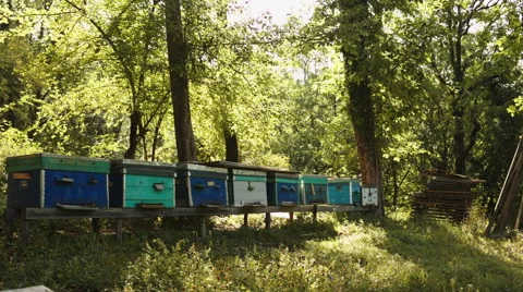 Bees swarming from the beehive Vídeo Stock 66249527