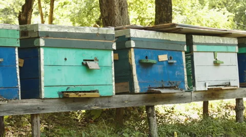 Bees swarming from the beehive Stock Footage 66255008