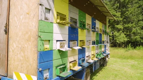 Bees swarming the beehives Stock Footage 138484599
