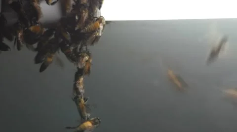 Bees swarming behavior at the lamp Stock Footage 63993512