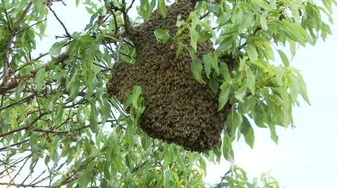 Bees swarming on a branch Stock Footage 364991