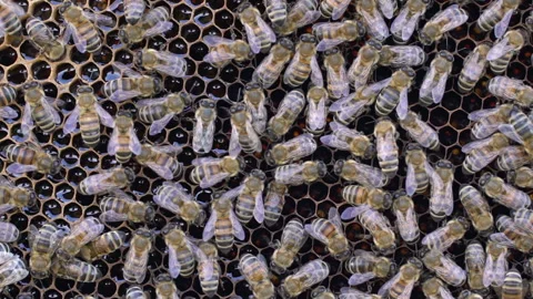 Bees swarming on honeycomb close up Stock Footage 202191854