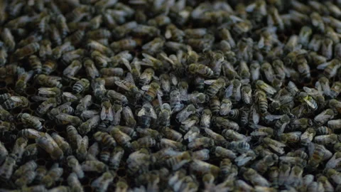Bees swarming on honeycomb close up Stock Footage 202191903
