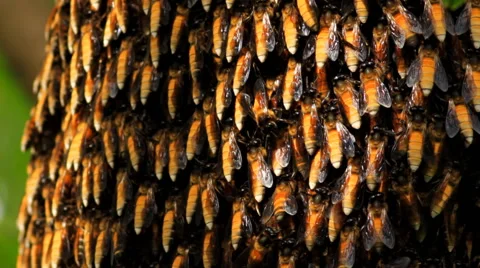Bees swarming on a honeycomb. Stock Footage 42128860