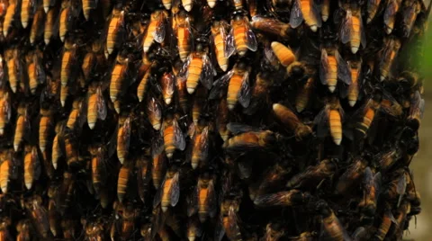 Bees swarming on a honeycomb. Stock Footage 42128867