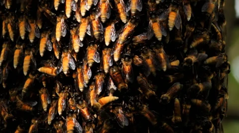 Bees swarming on a honeycomb. Stock Footage 42130720