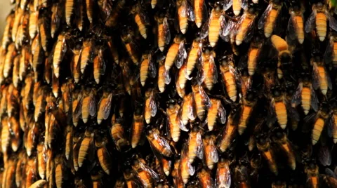 Bees swarming on a honeycomb. Stock Footage 42131496