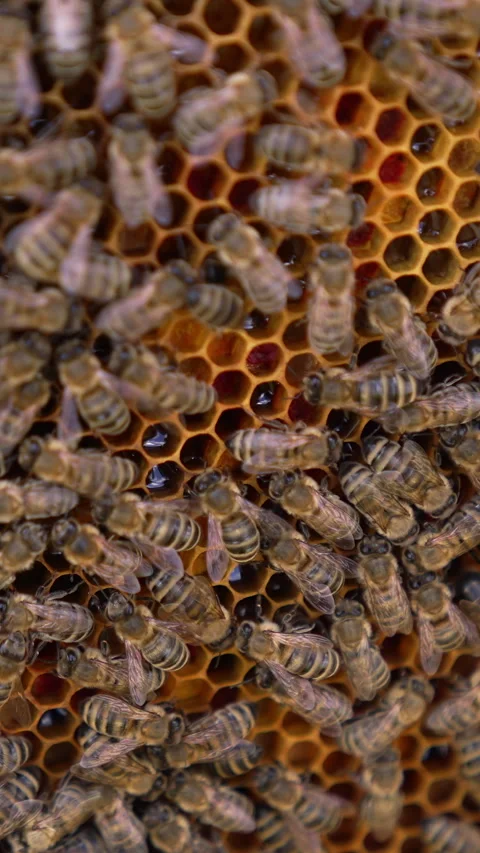 Bees swarming on honeycomb. Stock Footage 312066626