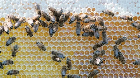 Bees swarming on honeycomb. Insects working in wooden beehive, collecting nectar Stock Footage 248461231