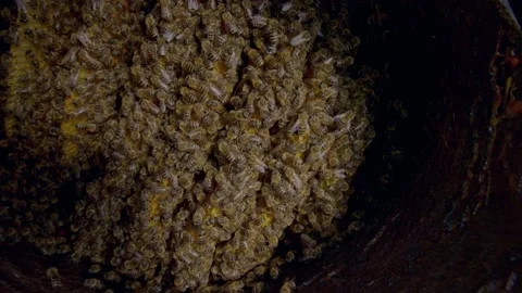 Bees swarming inside of the opened beehive Stock Footage 170373159