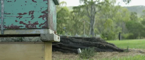 Bees swarming near beehive Stock Footage 67295498