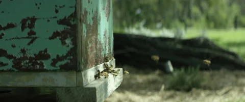 Bees swarming near beehive Stock Footage 67295503