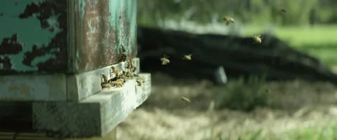 Bees swarming near beehive Stock Footage 67295578
